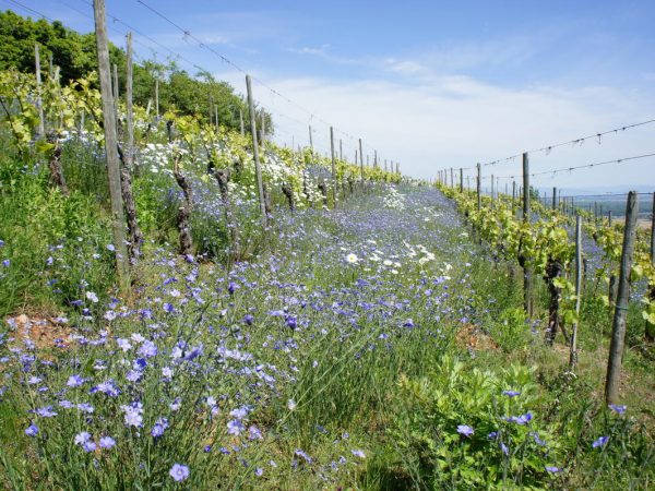 Travail de la vigne Wittenheim 16