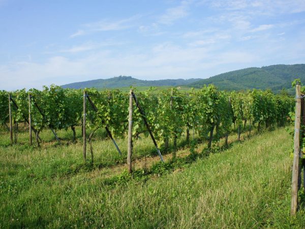 Travail de la vigne S&eacute;lestat 17