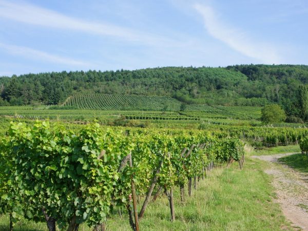 Travail de la vigne Kingersheim 18