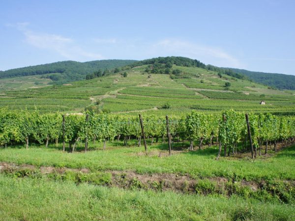 Travail de la vigne Colmar 19