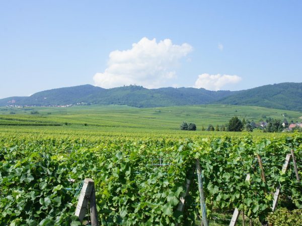 Travail de la vigne Cernay 20