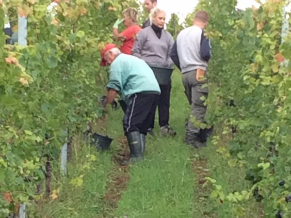 Travail de la vigne Pfastatt 11