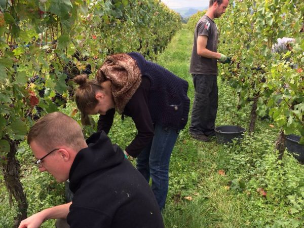 Travail de la vigne Mulhouse 12