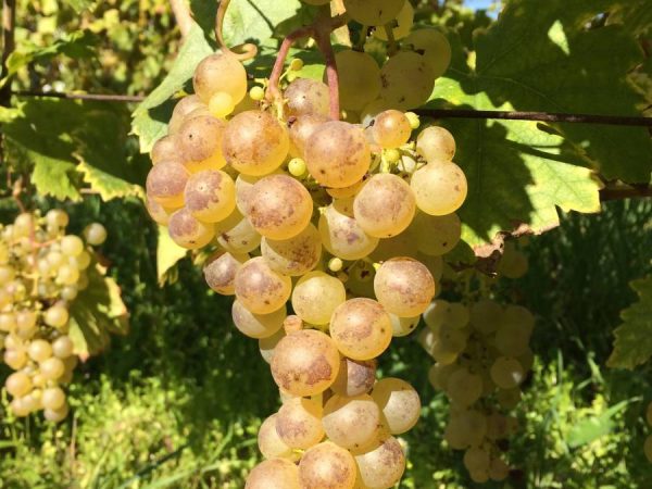 Travail de la vigne Rixheim 15