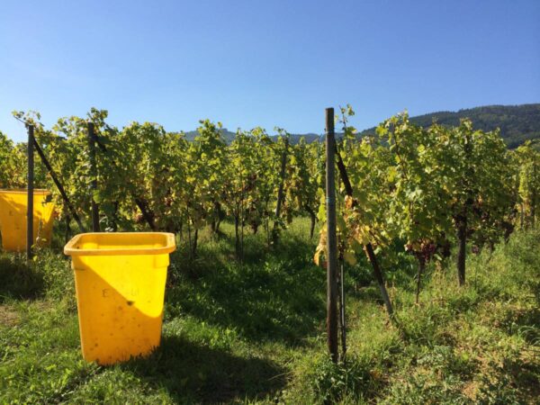 Travail de la vigne Guebwiller 14