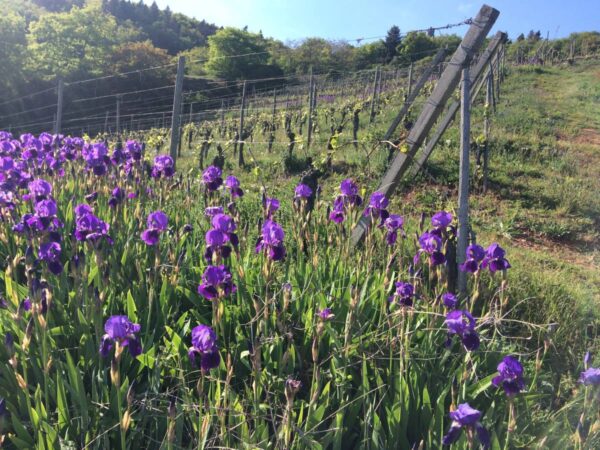 Travail de la vigne Cernay 8