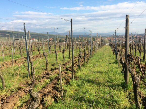 Travail de la vigne Riedisheim 9