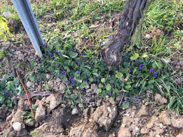 Travail de la vigne Illzach 25