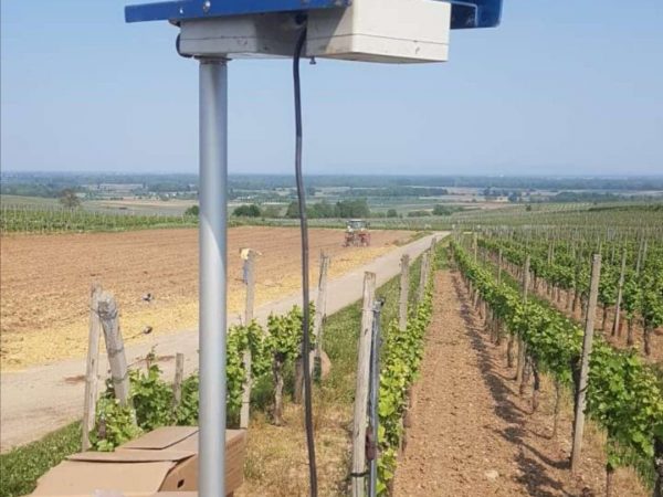 Travail de la vigne Pfastatt 23