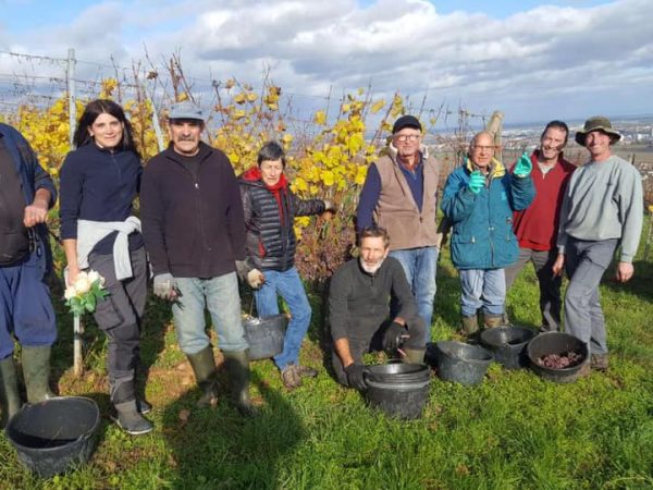 Travail de la vigne Illzach 13