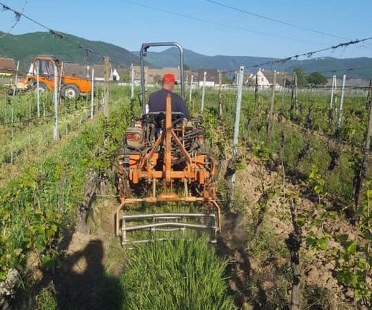 Travail de la vigne Guebwiller 26