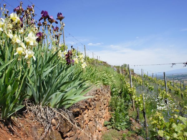 Travail de la vigne S&eacute;lestat 5