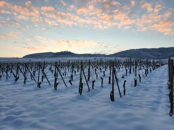 Travail de la vigne Rixheim 3