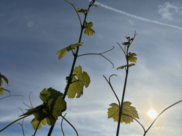 Travail de la vigne Mulhouse 0