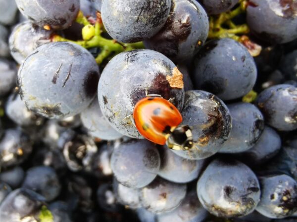 Travail de la vigne Kingersheim 6