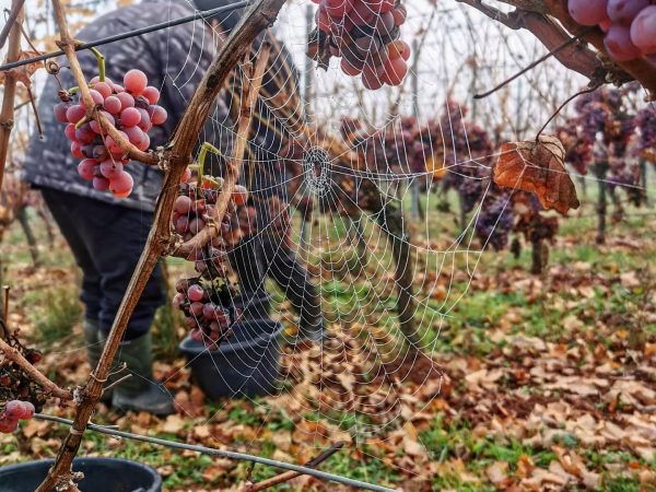 Travail de la vigne Wittenheim 4