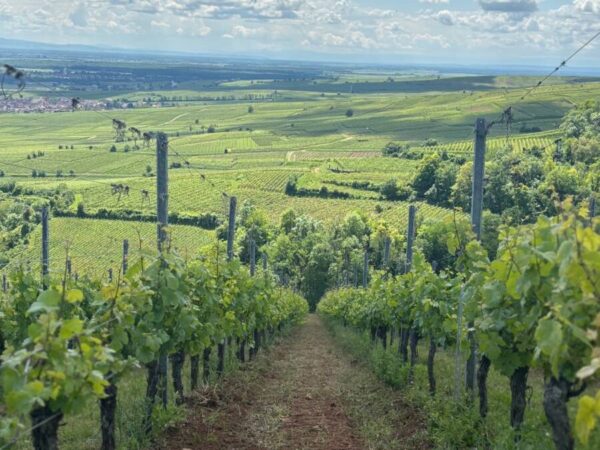 Travail de la vigne Illzach 1