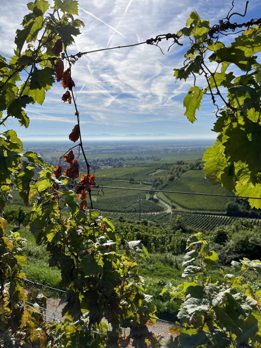 Pinot Noir Grand Cru HENGST Cernay